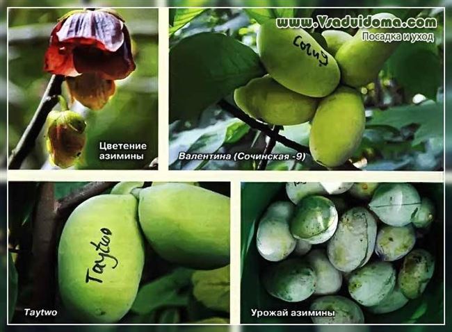 Азимина трехлопастная (банановое дерево): выращивание и сорта — Огород, сад, балкон — медиаплатформа МирТесен