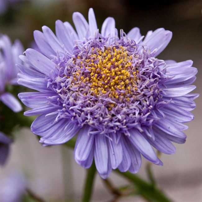 Астра новобельгийская Виолетта (Violetta) — Питомник саженцев и сортовых растений «Мир растений»