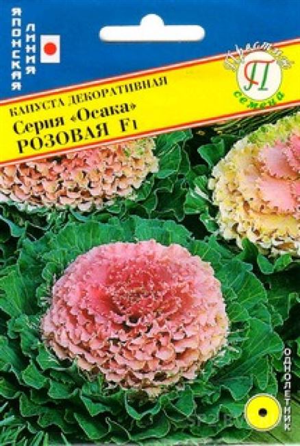 Декоративная капуста: описание, сорта, выращивание и уход, отзывы