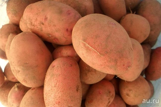 Лучшие сорта картофеля для выращивания в России