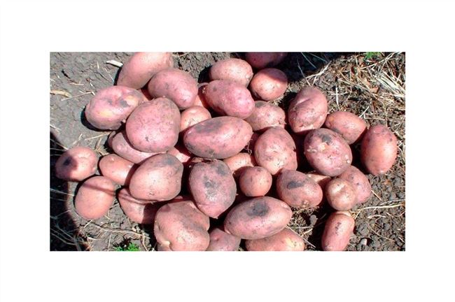 Сорт картофеля "Алмаз" - описание характеристики отзывы фото видео