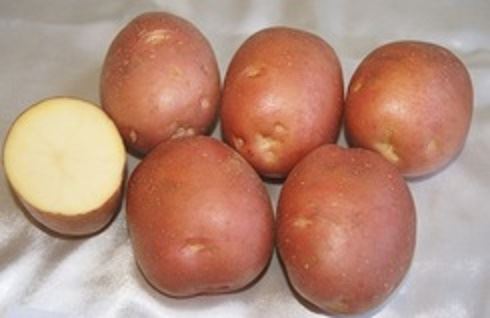 Сорт картофеля «Амур» – описание и фото