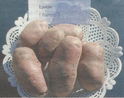 Картофель Антонина: описание сорта российской селекции, выращивание, урожайность