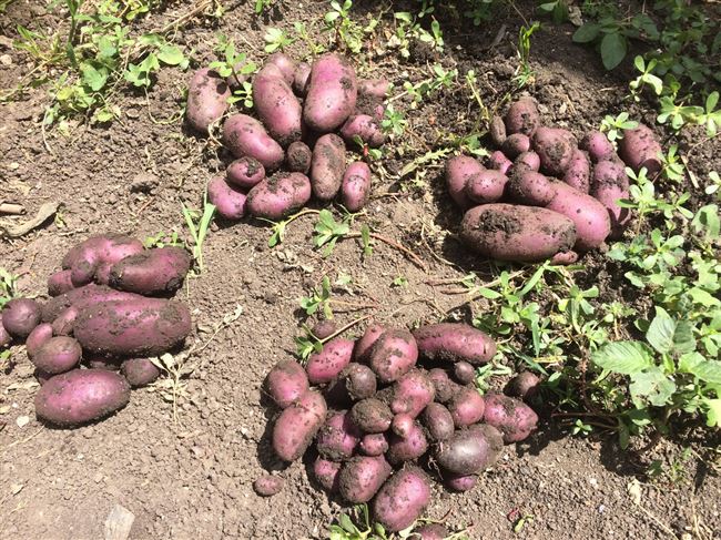 Сорта картофеля выращиваемые в красноярском крае