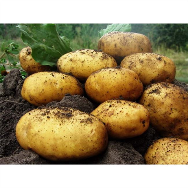 Лучшие ранние сорта картофеля: «Орхидея», «Леди Клер», «Ассоль» и другие
