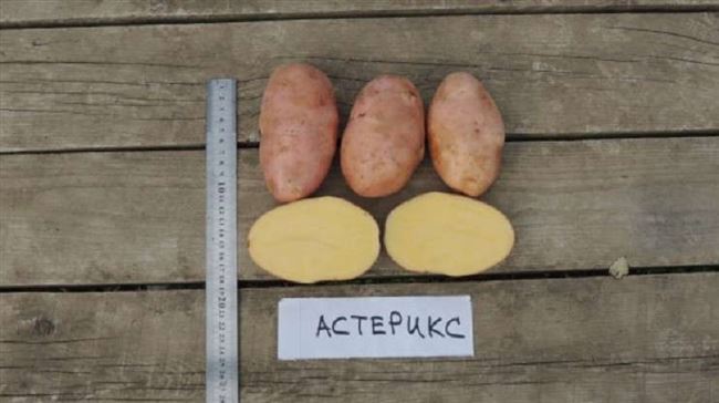Картофель Астерикс: характеристики сорта, урожайность, отзывы