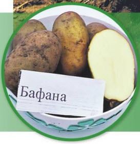 Бафана - сорт растения Картофель