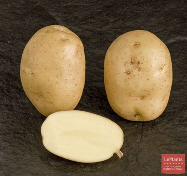 Сорт картофеля «Белоснежка» – описание и фото