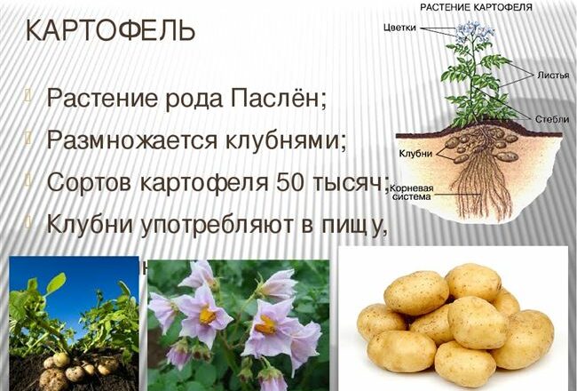 Бонус - сорт растения Картофель