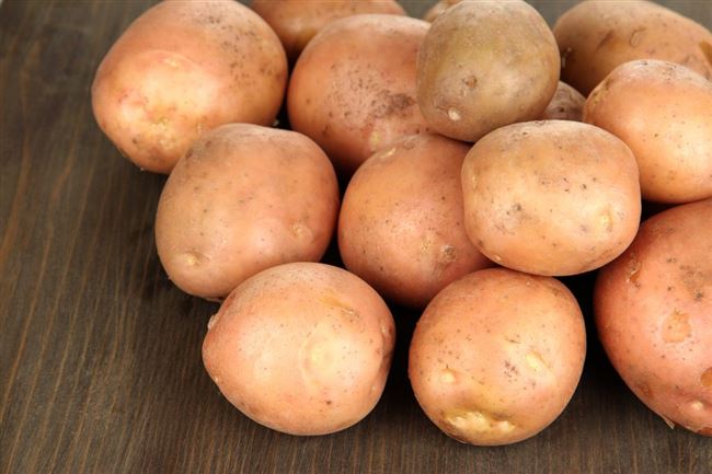 Самба — сорт растения Картофель