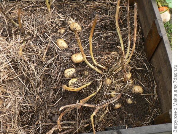 Бронницкий — сорт растения Картофель