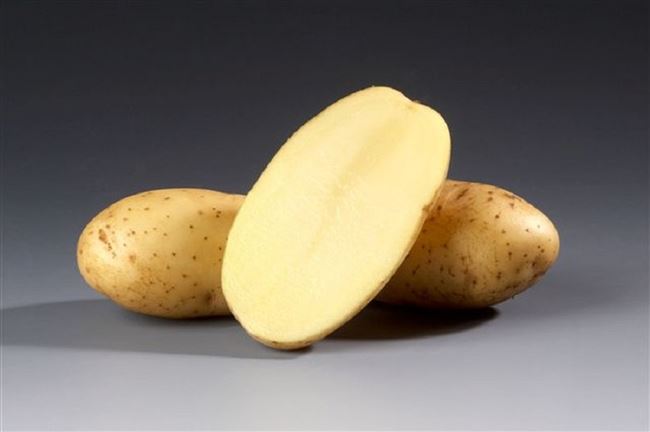 Картофель Ветразь | Сорта картофеля