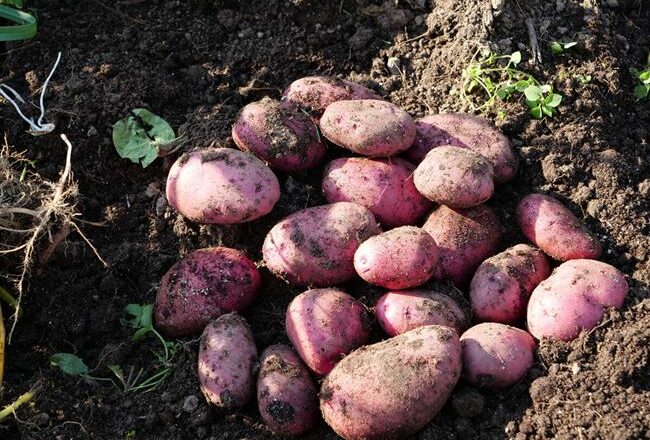 Какой сорт картофеля самый вкусный и урожайный — лучшие сорта на 2021 год