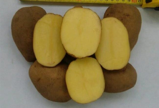 Среднеспелый столовый сорт картофеля Волат