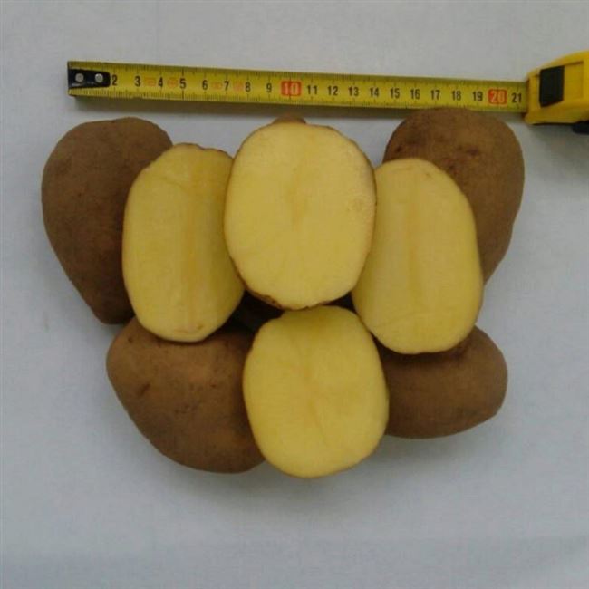 Сорт картофеля Волат — описание и агротехника