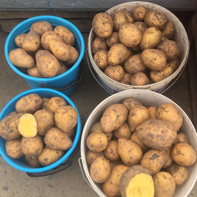 Сорт картофеля «Вулкан» – описание и фото
