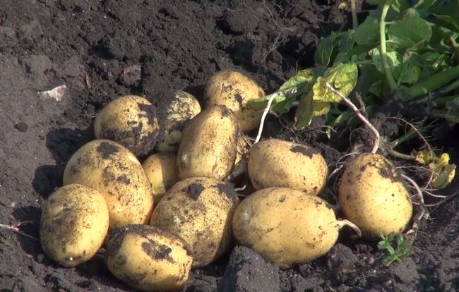 Лучший подарок для земледельцев из Зауралья — картофель Горняк: описание сорта и отзывы