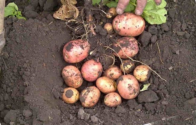 Сорт картофеля «Дебют» – описание и фото