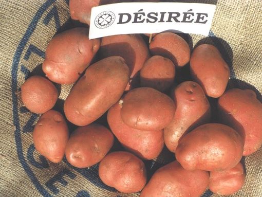 Характеристика, урожайность, отзывы и фото сорта картофеля «Дезире».
