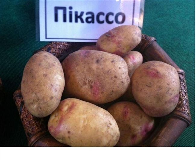 Семенной картофель и его разновидности | Lifestyle | Селдон Новости