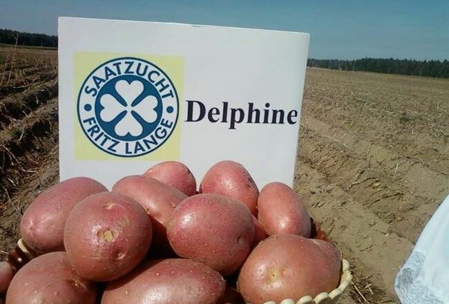 Картофель «Дельфин»: достойный сорт Белорусского НИИ картофелеводства