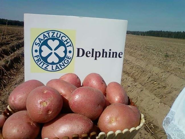 Картофель «Дельфин»: достойный сорт Белорусского НИИ картофелеводства