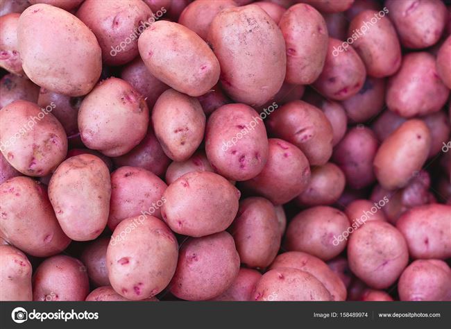 Описание сорта картофеля Дина
