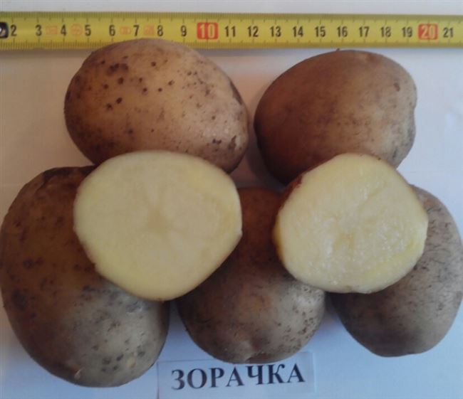 Картофель Зорачка: описание сорта, фото, отзывы, вкусовые качества, урожайность