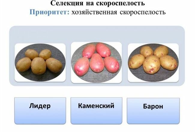 Результаты селекции картофеля