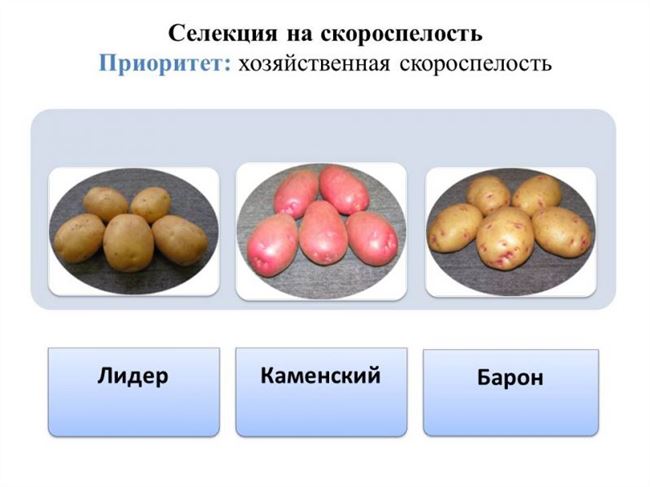 Результаты селекции картофеля