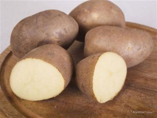 Сорт картофеля "Ипатовский"