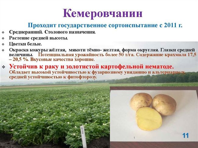 Описание картофеля кемеровчанин