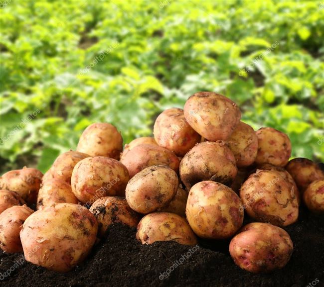 5 урожайных сортов голландского картофеля