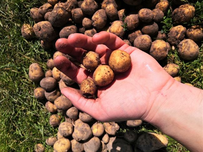 Надежное подспорье для любителей хороших урожаев — картофель Кортни: описание сорта и отзывы