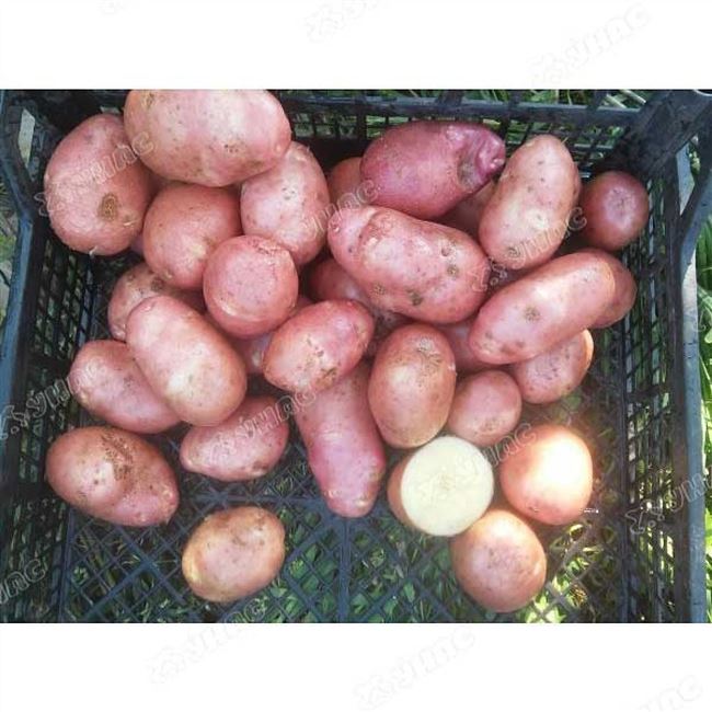 Сорт картофеля Красавица: описание и характеристика, отзывы и фото красных плодов
