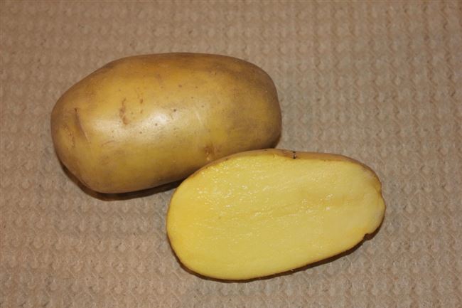 Лукьяновский — сорт растения Картофель