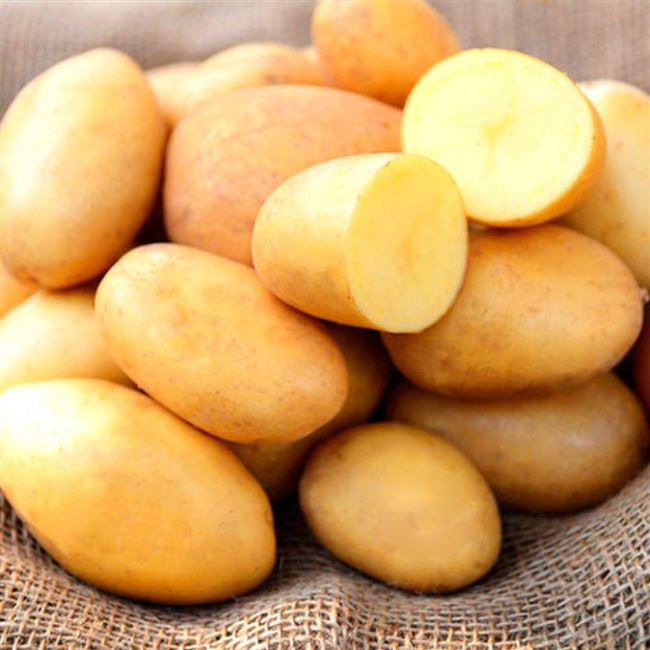 Клубни картофеля «Люсинда» / Lucinda, ТМ HZPC - 0,5 кг