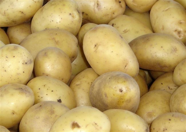 Сорт картофеля Миранда. Описание, фото, отзывы