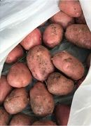 Сорт картофеля «Мишка» – описание и фото