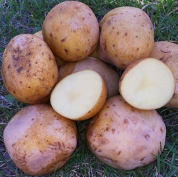 Сорт картофеля «Мусинский» — Сорта Вики Ру