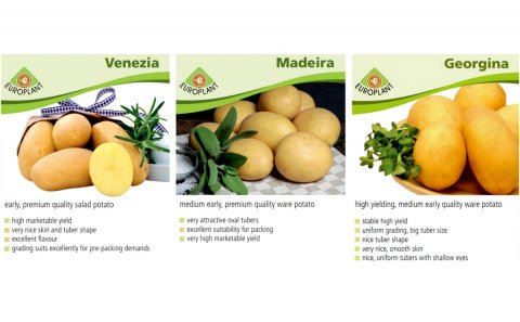 Картошка «Мадейра» — что это за сорт, описание