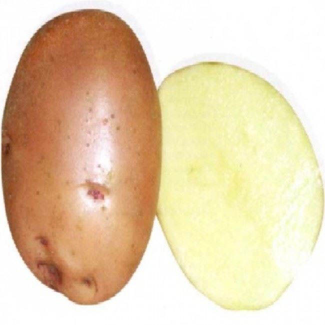 Сорт картофеля Накра