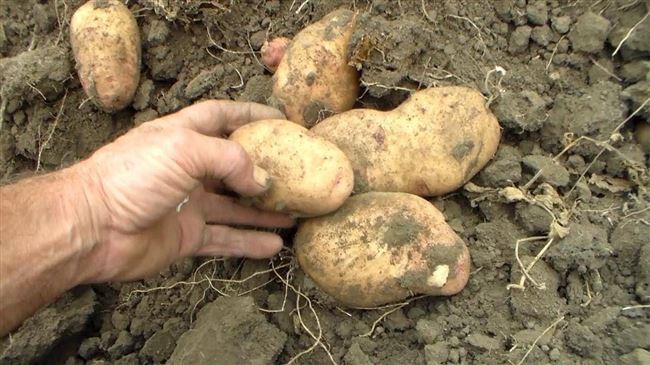 Картофель Нандина: описание сорта, вкусовые и урожайные характеристики