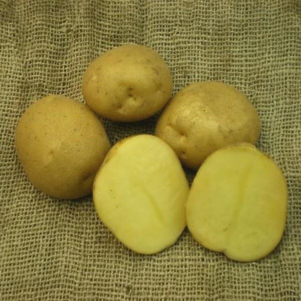 Сорт картофеля "Нида"