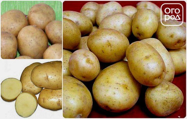 Узнайте все преимущества выращивания картофеля Ньютон, а также описание сорта и его характеристики. Обсудим отзывы земледельцев об урожайности куста и фото семян. Какими вкусовыми качествами обладают клубни?
