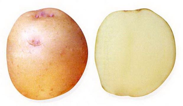 Сорт картофеля Олимп. Описание, фото, отзывы
