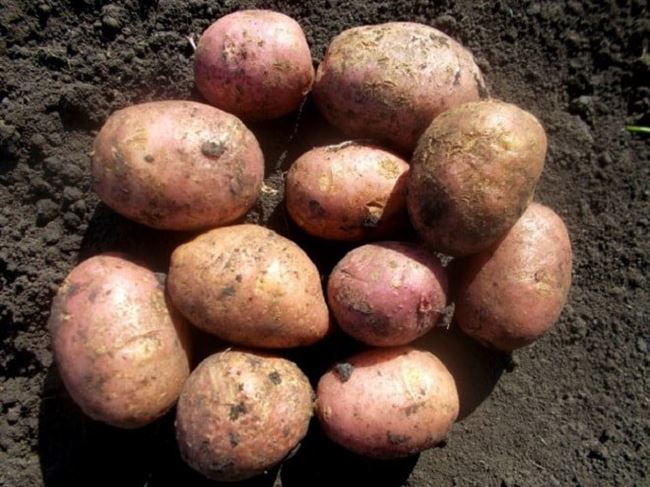 11 сортов картофеля проращиваю к сезону 2021 (фото-обзор)