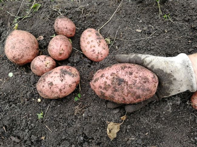 Дарующий небывалое удовольствие каждому огороднику — картофель Отрада: описание сорта, отзывы