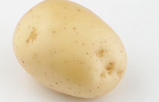 Сорт картофеля «Памяти Кулакова» – описание и фото