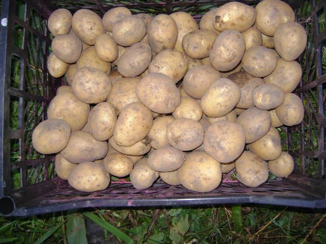 Особый культивар для любителей крахмалистых сортов картофеля — Памяти Рогачева: описание и отзывы